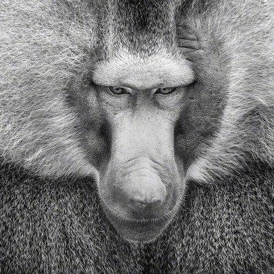170829-00551-the_baboon   Wolf Ademeit