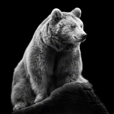 090314-07571-the_bear   Wolf Ademeit