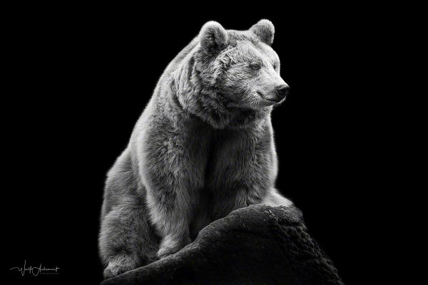 090314-07571-the_bear   Wolf Ademeit