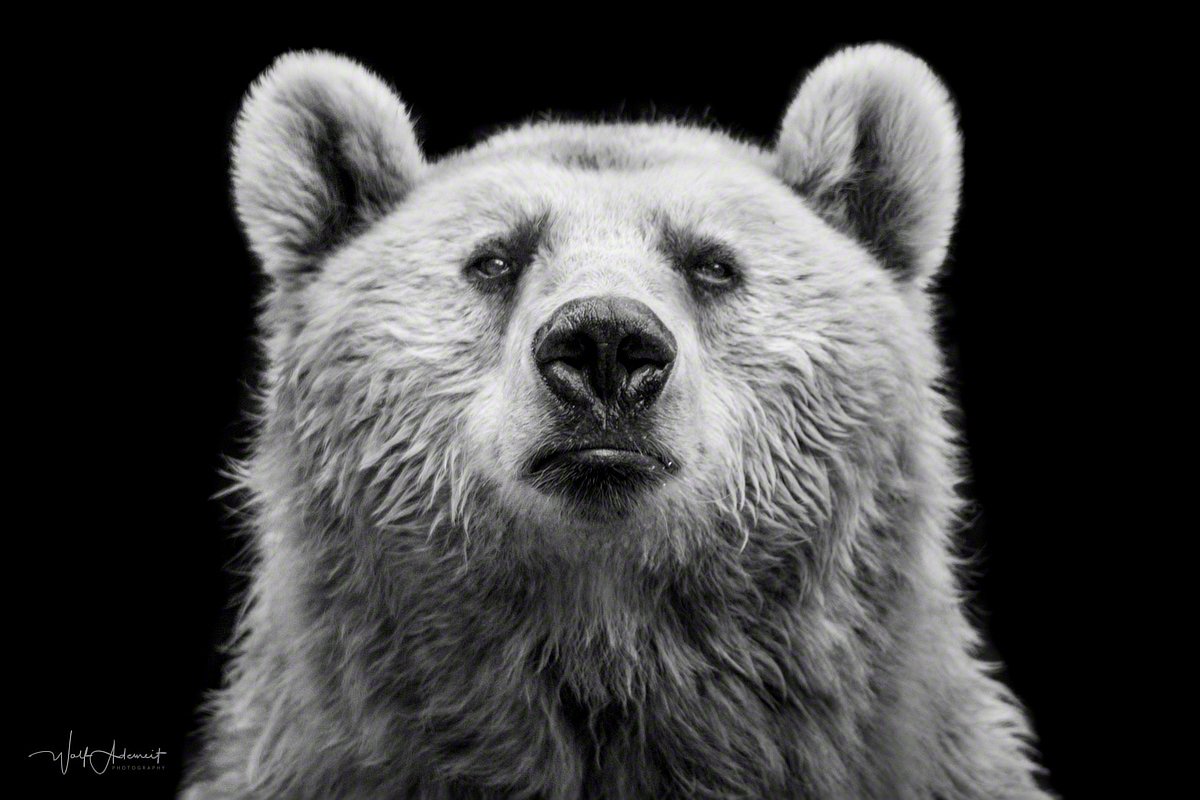 100724-10137-brown_bear_portrait   Wolf Ademeit