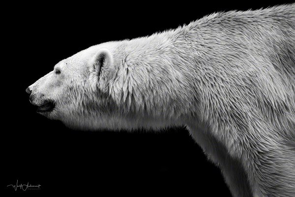 150807-00202-polar_bear   Wolf Ademeit