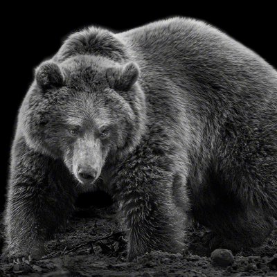 161021-00199-the_bear   Wolf Ademeit