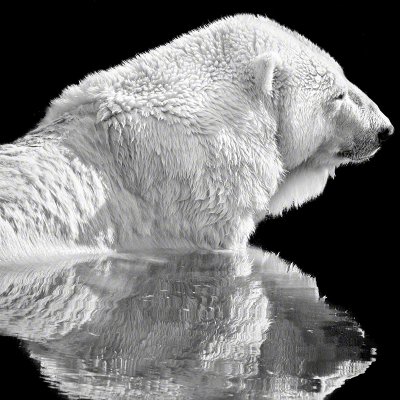 170906-00640-eisbaer   Wolf Ademeit