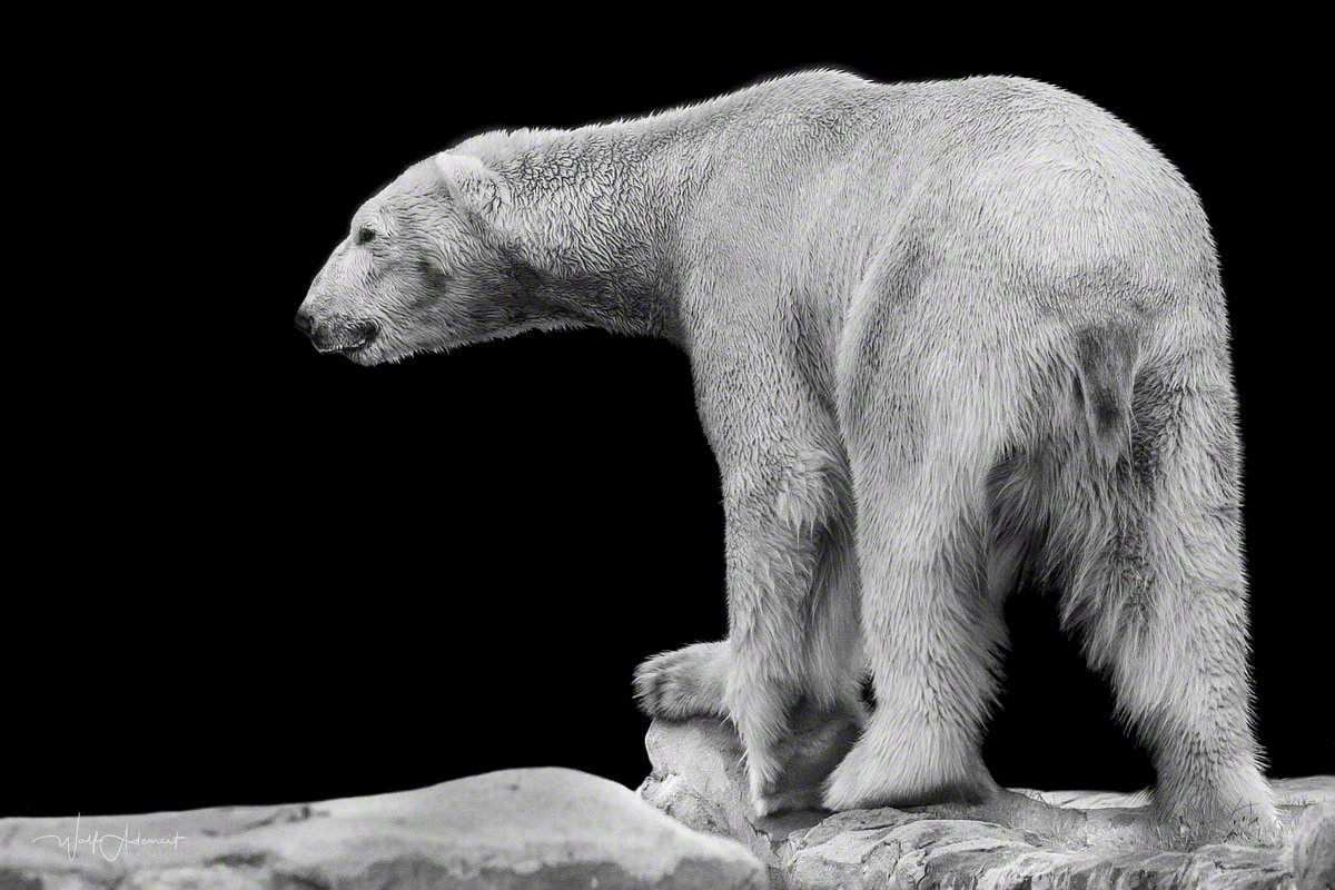 180409-00408-icebear   Wolf Ademeit