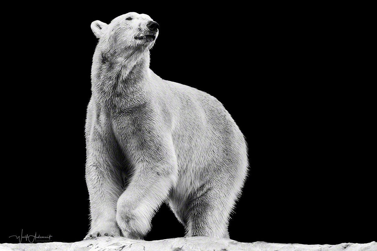 180409-00423-icebear   Wolf Ademeit