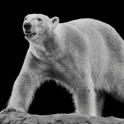 180409-00543-icebear   Wolf Ademeit