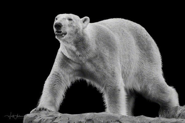 180409-00543-icebear   Wolf Ademeit