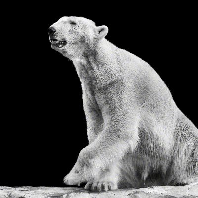 180409-00766-icebear   Wolf Ademeit