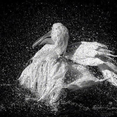 080914-01067-splash_pelican   Wolf Ademeit