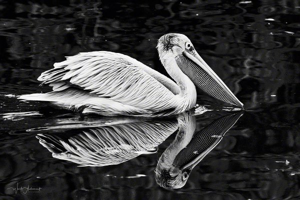 081102-00861-pelican_mirror   Wolf Ademeit