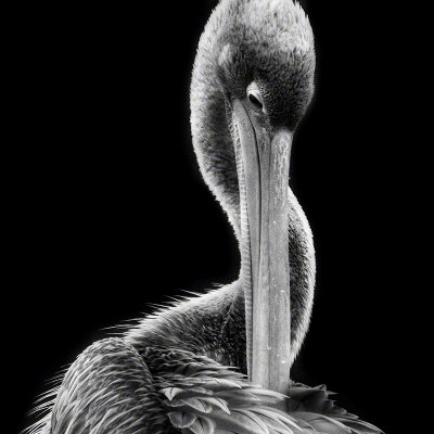 131109-00420-the_pelican   Wolf Ademeit