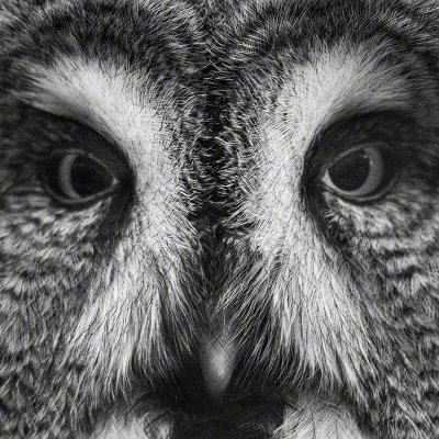 131109-01049-the_owl