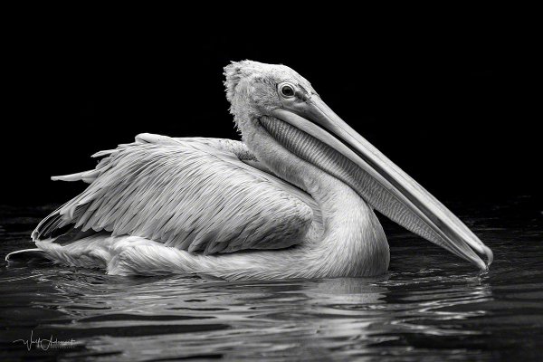171011-00116-pelican_1   Wolf Ademeit