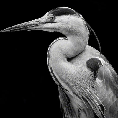 180126-00100-grey_heron   Wolf Ademeit