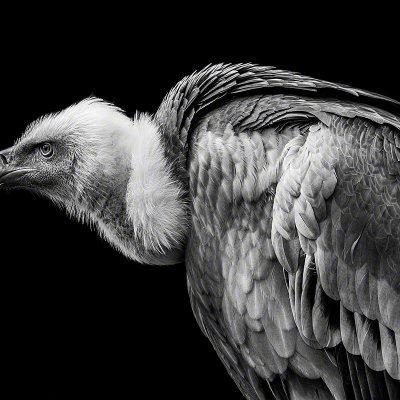 190425-01555-vulture_portrait   Wolf Ademeit