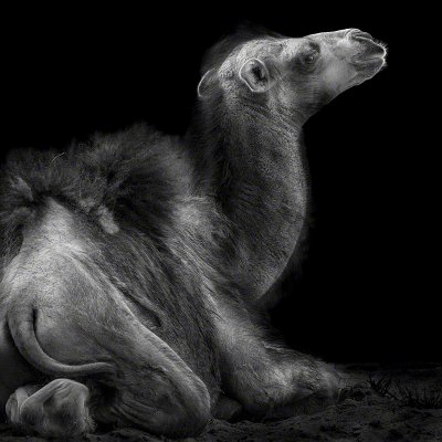 150717-00053-young_camel   Wolf Ademeit
