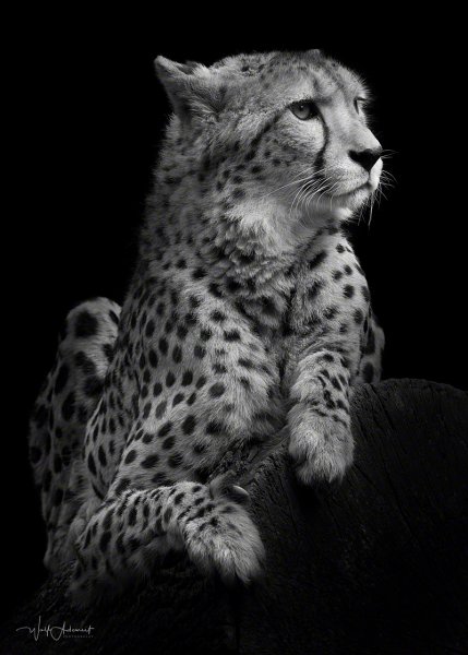 090830-00704-cheetah_portrait   Wolf Ademeit