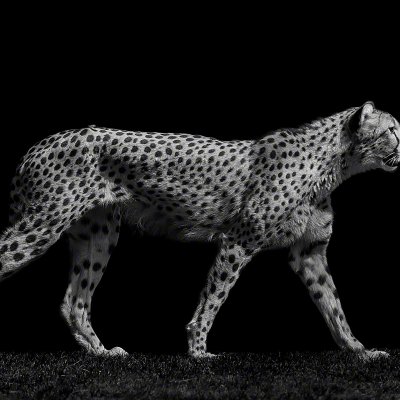 100724-06225-walking_cheetah   Wolf Ademeit