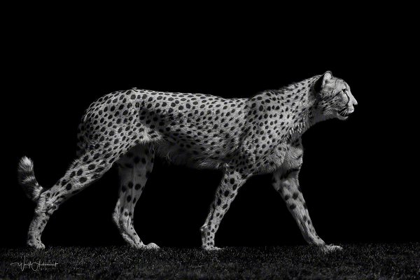 100724-06225-walking_cheetah   Wolf Ademeit