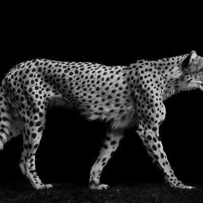 100724-06250-walking_cheetah   Wolf Ademeit