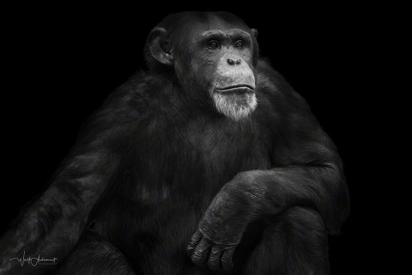 090401-11533-chimpanzee_portrait   Wolf Ademeit