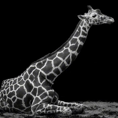 150724-01117-sittig_giraffe   Wolf Ademeit