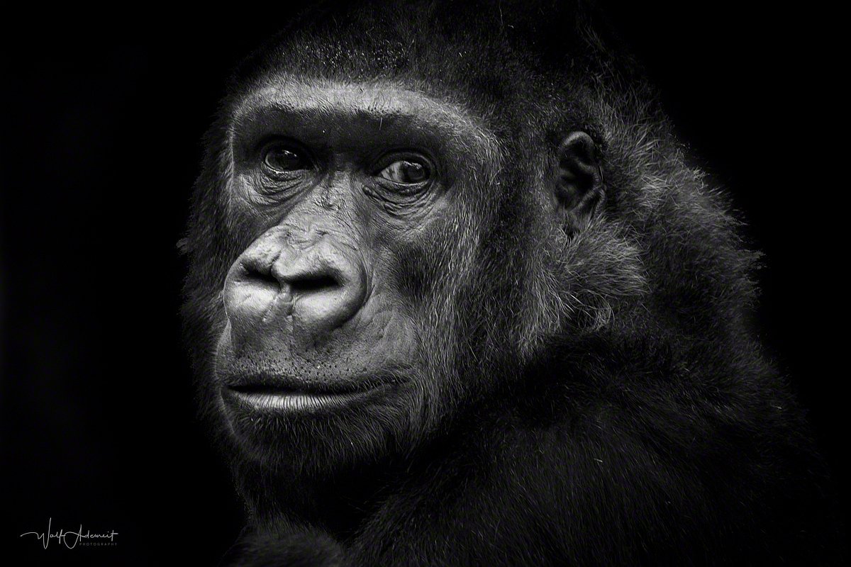 080419-11618-gorilla_portrait   Wolf Ademeit