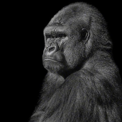 180517-00188-gorilla_portrait   Wolf Ademeit