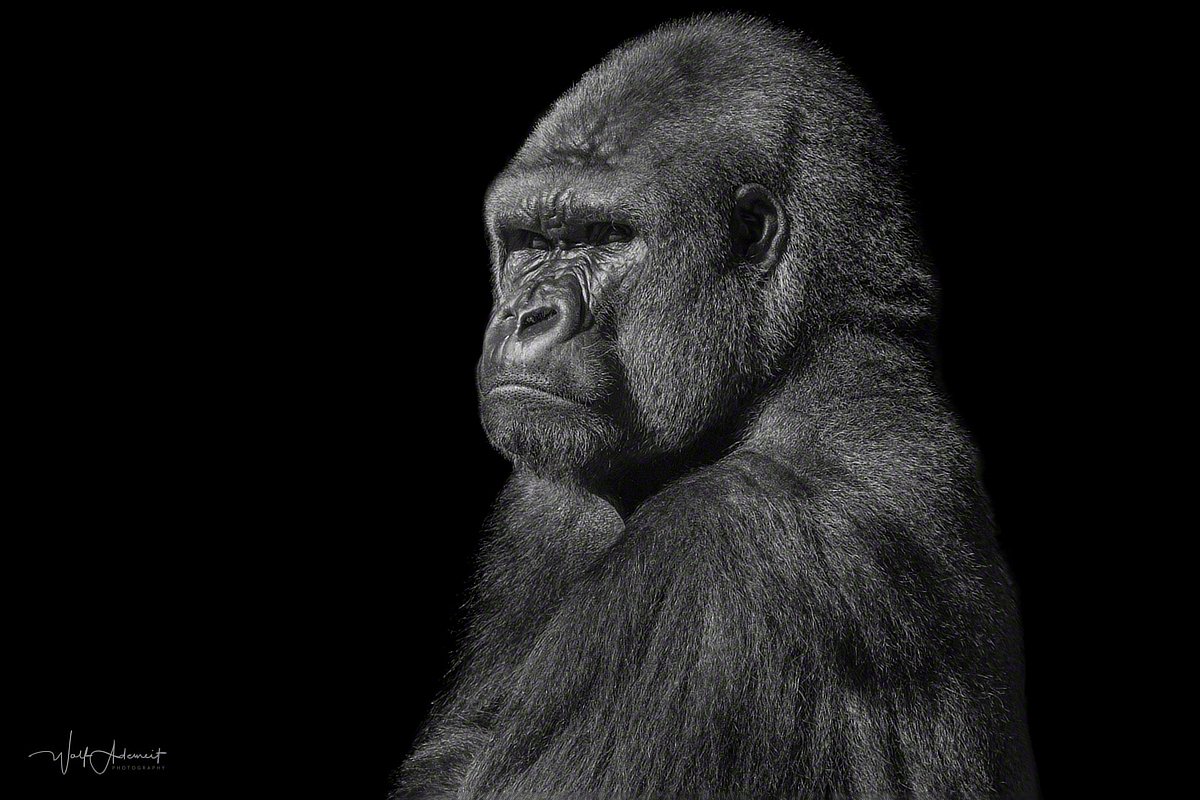 180517-00188-gorilla_portrait   Wolf Ademeit