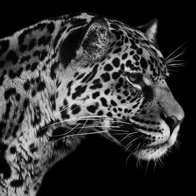 090214-00562-jaguar   Wolf Ademeit