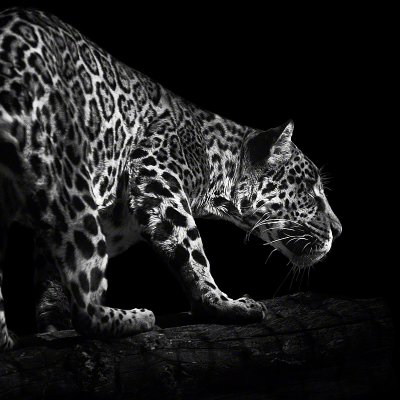 090320-09250-hunting_jaguar   Wolf Ademeit