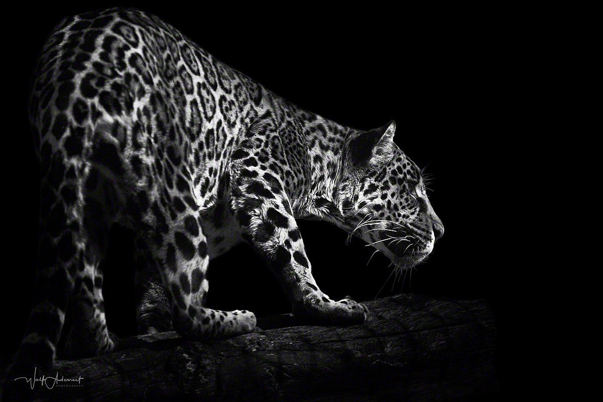 090320-09250-hunting_jaguar   Wolf Ademeit