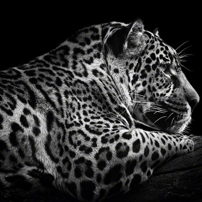 090419-00522-jaguar_1   Wolf Ademeit
