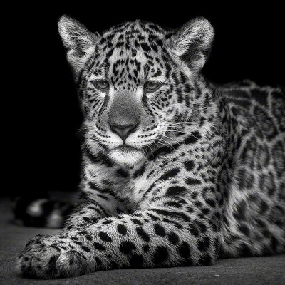 110226-00543-lying_jaguar_cub   Wolf Ademeit