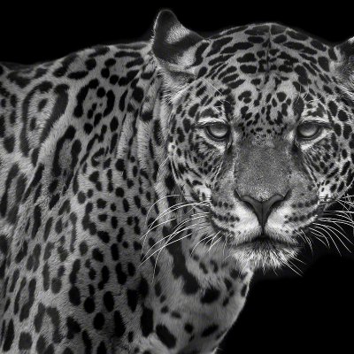 140125-00873-jaguar_cub   Wolf Ademeit