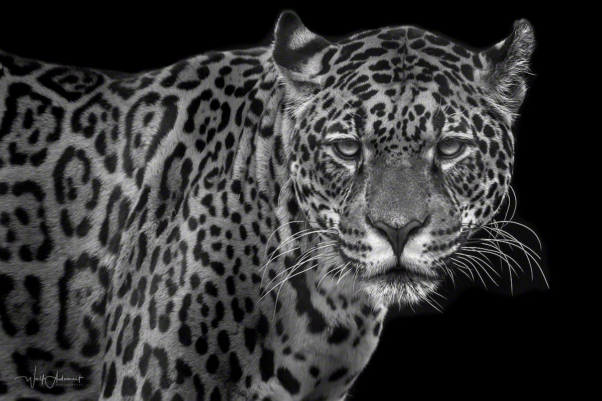 140125-00873-jaguar_cub   Wolf Ademeit