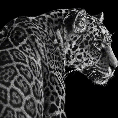 150122-00749-jaguar   Wolf Ademeit