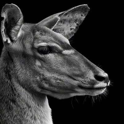 080914-01225-kudu_1   Wolf Ademeit