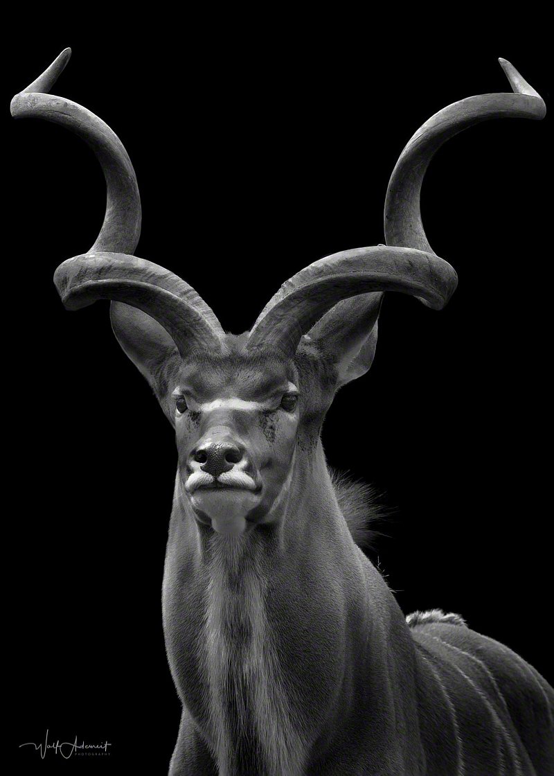 120414-00400-majestically_kudu   Wolf Ademeit