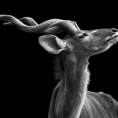 150508-00261-proud_kudu   Wolf Ademeit