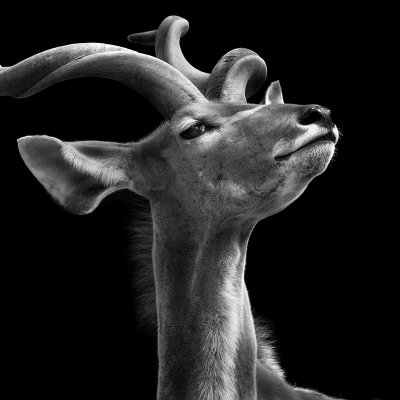 150508-00267-kudu_head   Wolf Ademeit