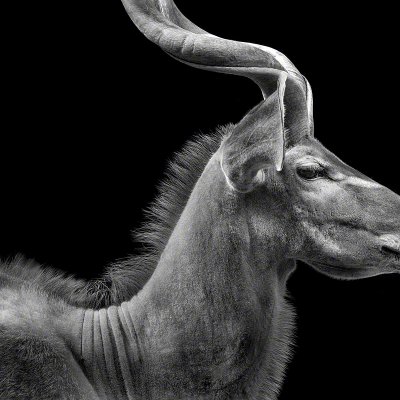 150904-00329-kudu_profile   Wolf Ademeit