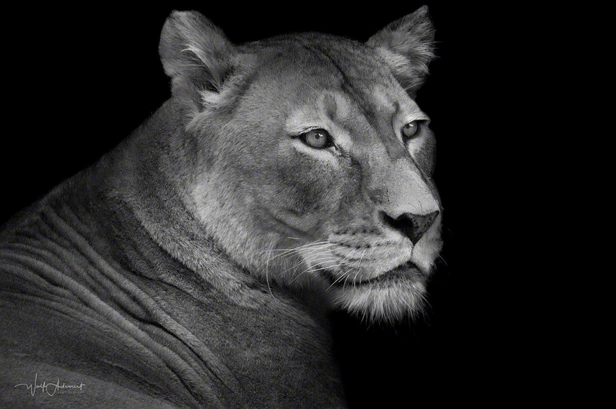 110723-00550-lioness_portrait   Wolf Ademeit