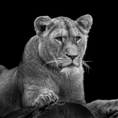 180126-00252-lioness   Wolf Ademeit