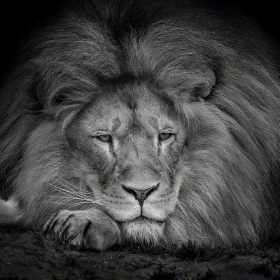 180409-00940-lying_old_lion   Wolf Ademeit