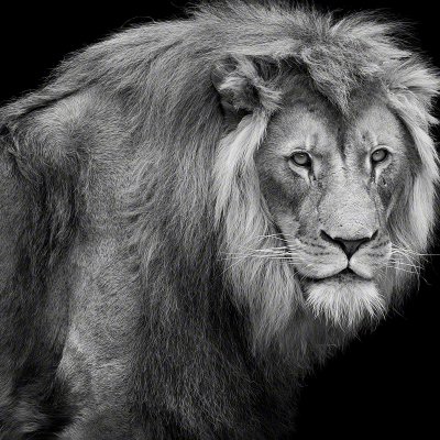 190425-02286-the_lion   Wolf Ademeit