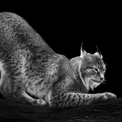 120303-01855-big_cat_2   Wolf Ademeit