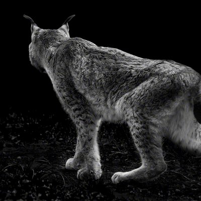 150414-00038-hunting_lynx   Wolf Ademeit