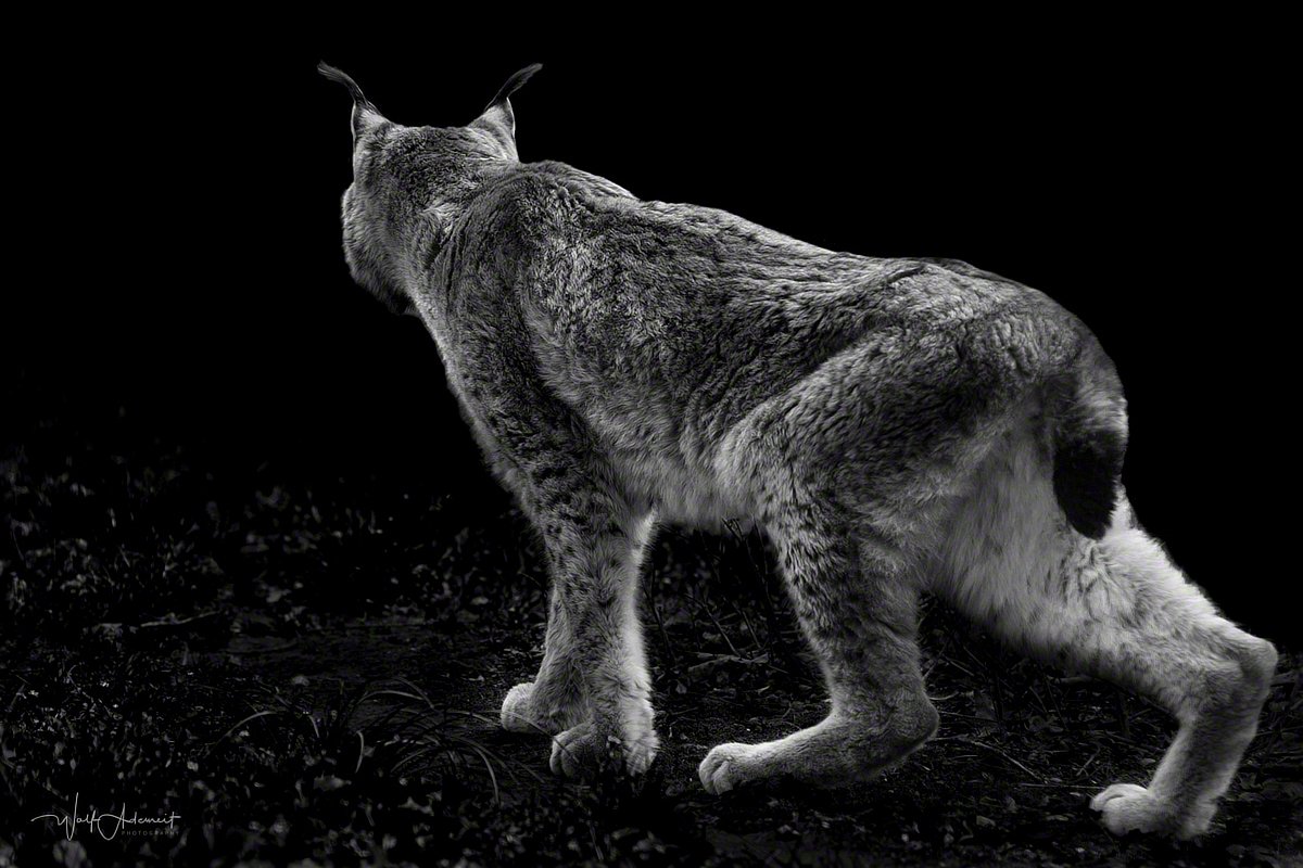 150414-00038-hunting_lynx   Wolf Ademeit
