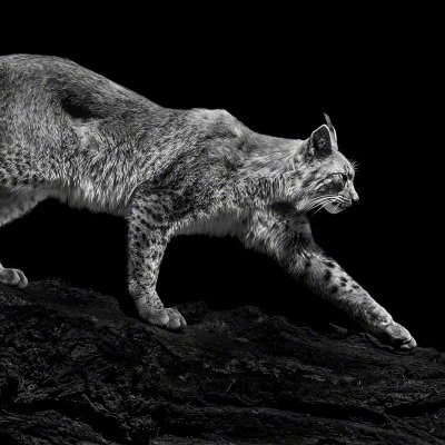 150508-00869-runing_lynx   Wolf Ademeit